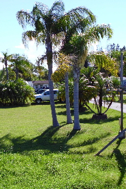 Palms along our entrance driveway